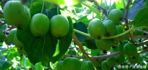 抗衰|会吃的人才健康,推荐吃几种食物,祛皱抗衰、延缓衰老,预防便秘