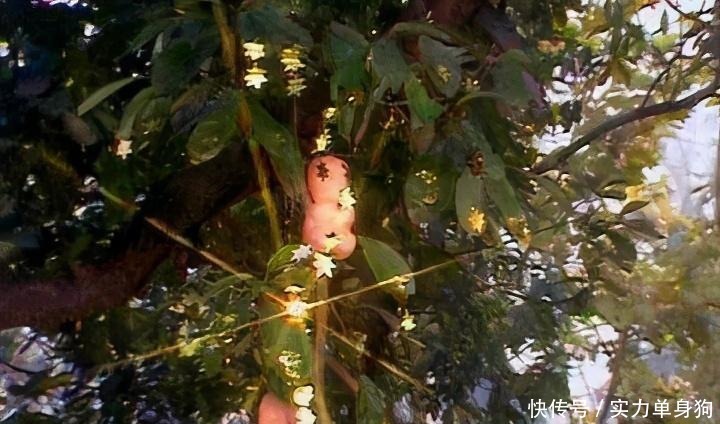 缺陷|人参果的缺陷是什么为什么清风明月吃了那么多都没有成仙