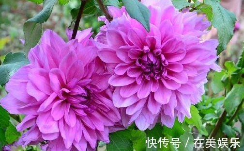 养花就养“绝美”的,花卉品种繁多,花朵硕大花色浓艳,美翻了