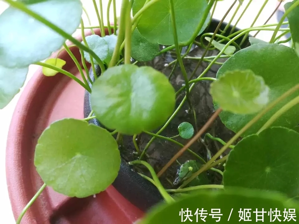 铜钱草又黄又乱糟糟的该怎么养剃头半土加半水,一个月再次爆盆