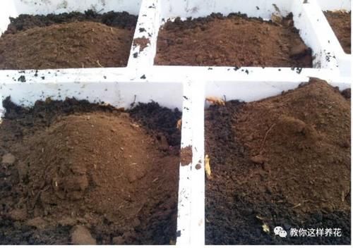 自制4种营养土,再也不板结烂根,大白根能挤破盆!