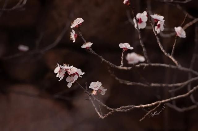 杏花|背靠五莲山！久负赏花盛名，今日一见确实惊叹