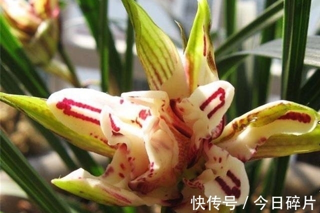 春兰奇花之“天彭牡丹”,曾是兰花界的“王者”,如今已跌落神坛