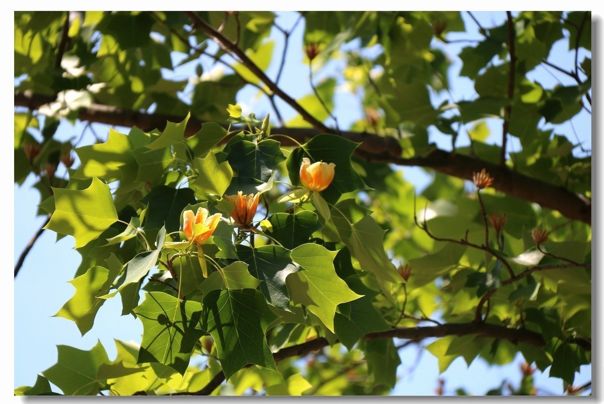 此花为国家二级保护植物,园林观景的头号花卉,具有郁金香树美称