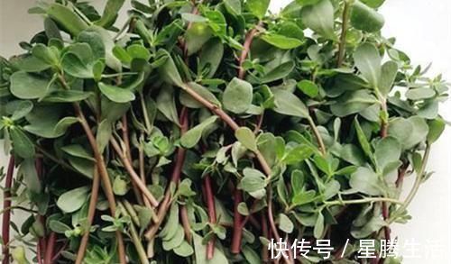 抗生素|马齿笕加1物,白发变黑发,根和叶子哪个好?用对才“事半功倍”