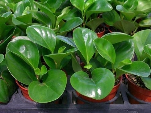 “这”5种花太贵,“掐”1片叶子,一插就活,别“白”花钱了