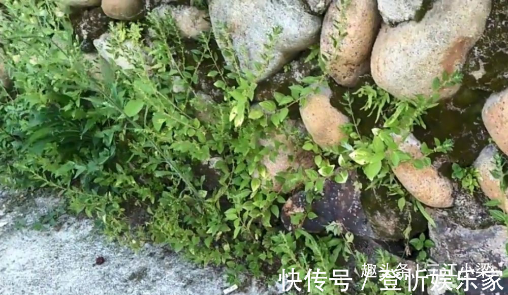 野草|只长在墙角边的“牙痛药”，不懂的人当成野草，识货人才会采回家