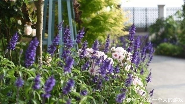 铁线莲|78岁爷爷改造荒废院子，为孙女建起一片花园