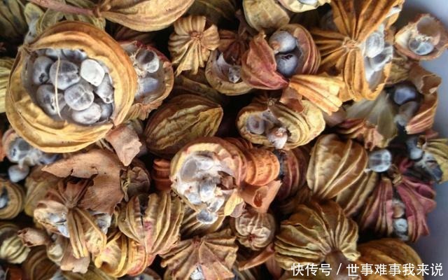 炖肉时,不管是什么肉,加这2味料,肉越炖越烂、越炖越香!