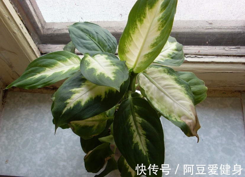 长寿花|养花就养这5款植物，大吉大利，盆栽打理方法简单