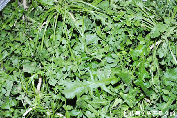 春天野地里的“不老药”,4种野菜换着吃,防衰祛病抗癌更长寿
