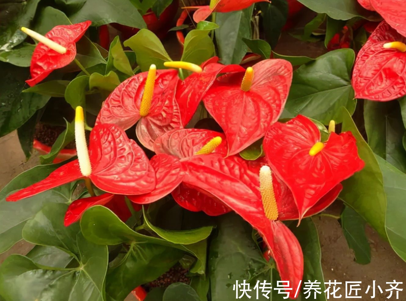 红掌花期长寓意好,家中注意4点,叶片绿的发亮,红花接连开放