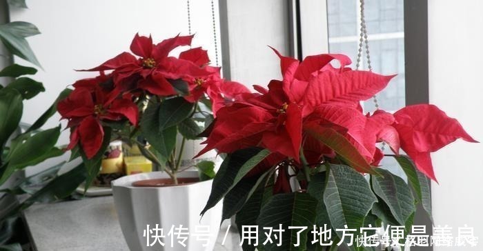 毒性|这“4种”花再便宜也别养，个个是“毒花”，看完赶紧搬走