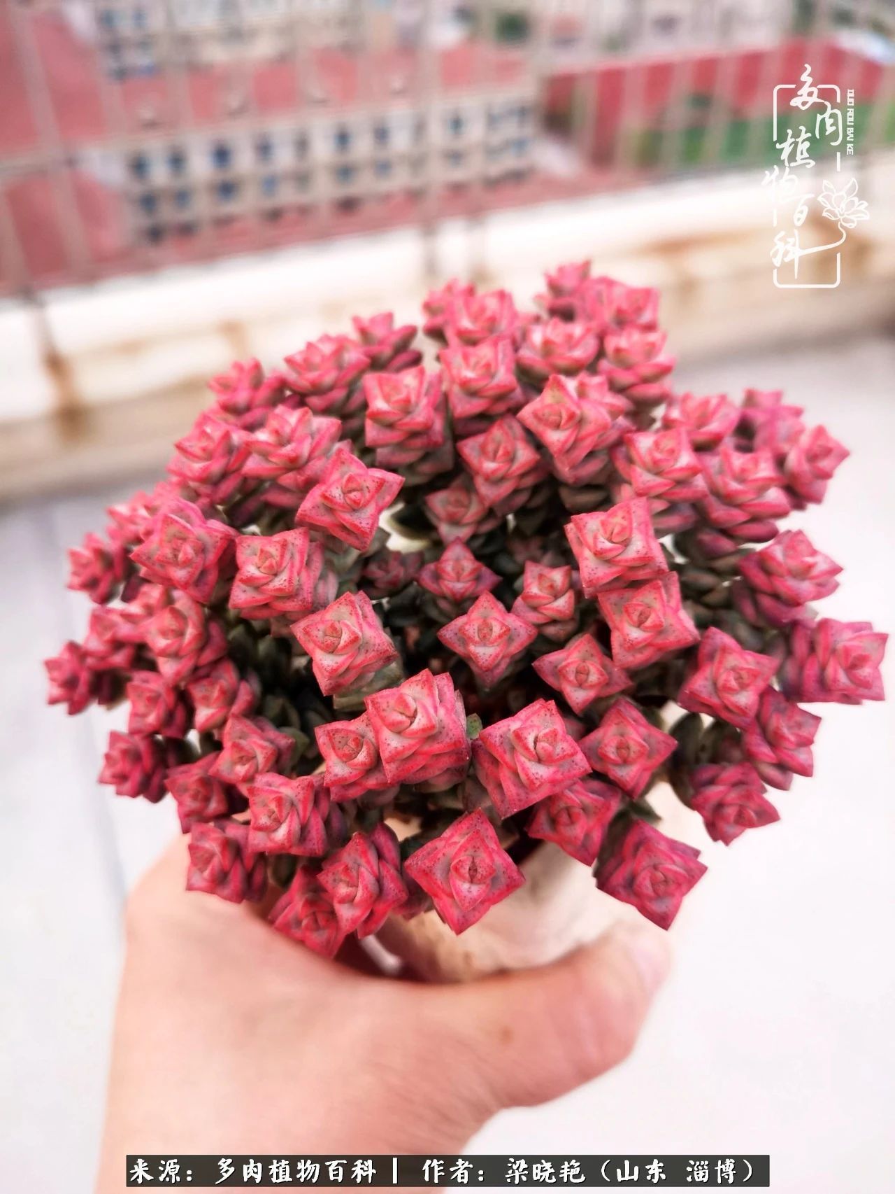 多肉植物|暑往秋来，夏天成了故事，迎来多肉最美的季节！