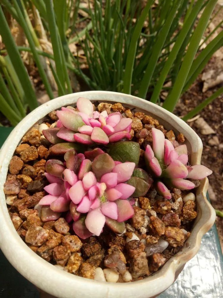 送瘟神,洒庭院,赏多肉,合家团聚话将来!