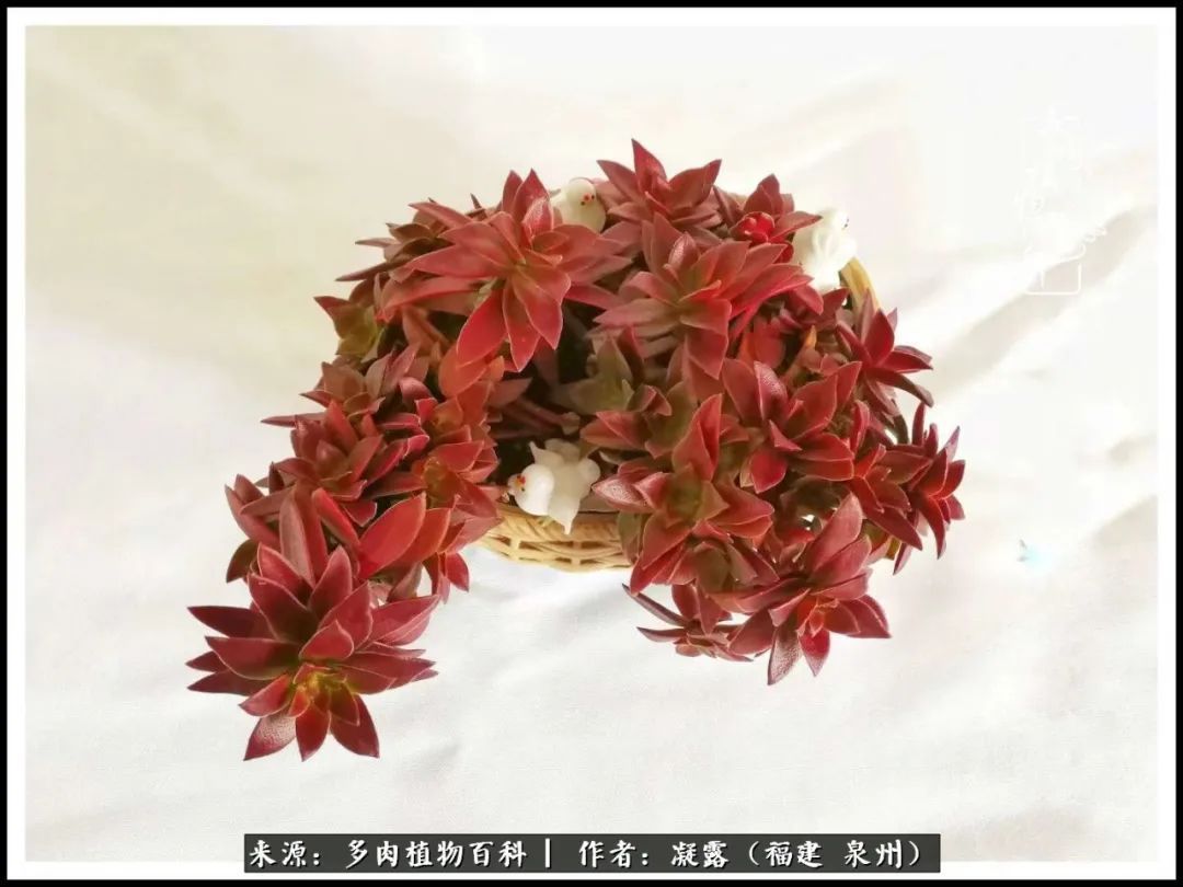 喜欢养肉,喜欢赏肉,更喜欢拍,如此怎能不掉肉坑