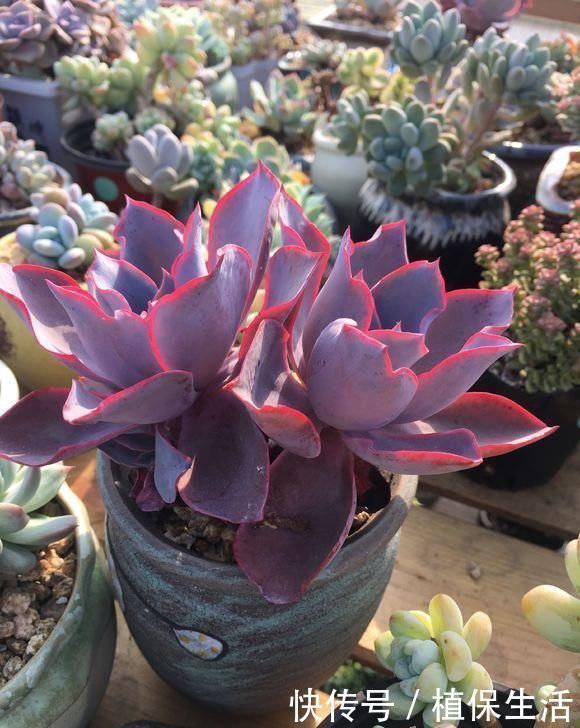 多肉植物|新手养多肉，从学会浇水开始，常见的两个问题，要学以致用