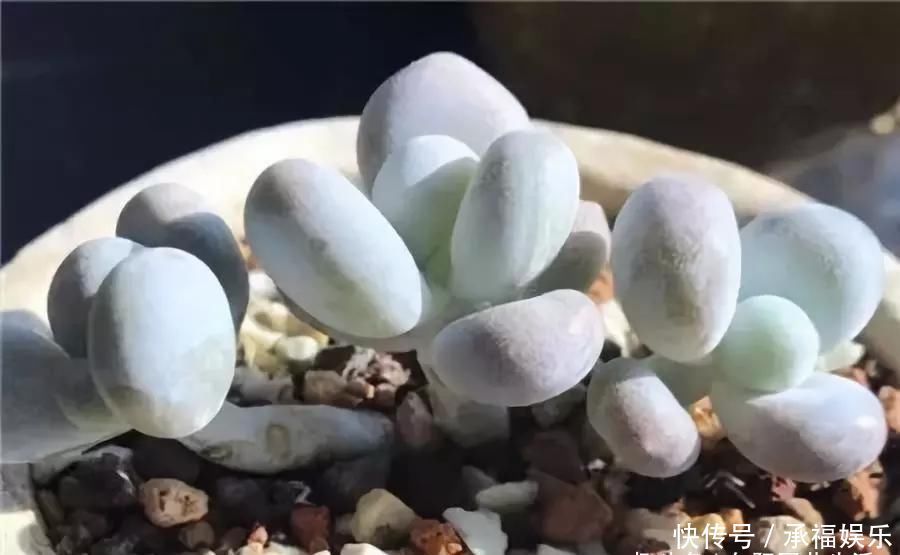 多肉植物中的“美人”,叶片圆滚滚,粉嫩嫩的,女朋友看了都嫉妒