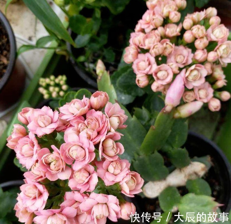 蟹爪兰|这两种花夏季千万不要购买回家,入夏就会休眠,非常难养活