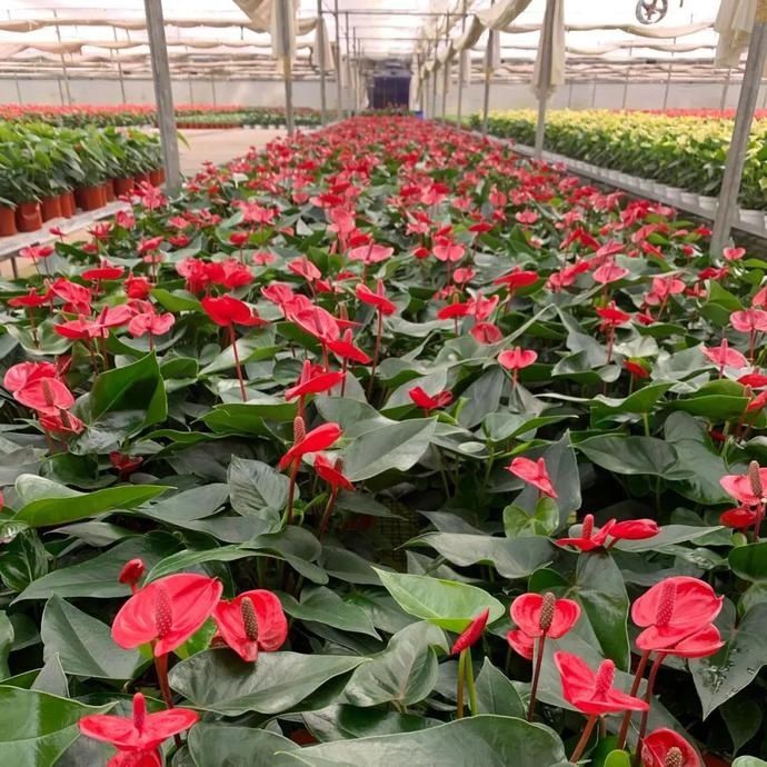  惹人爱|美丽晋宁：小小红掌色彩多，心形花朵惹人爱