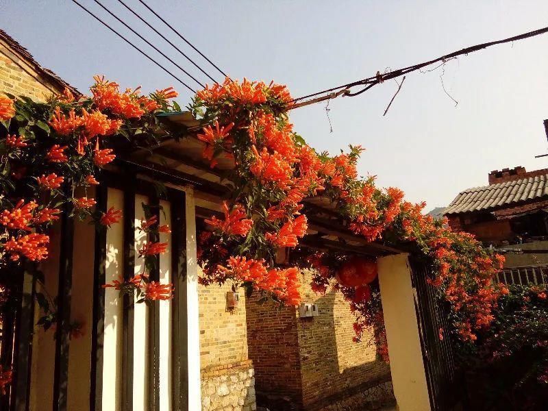 大门口种的花，开花好看，回忆满满