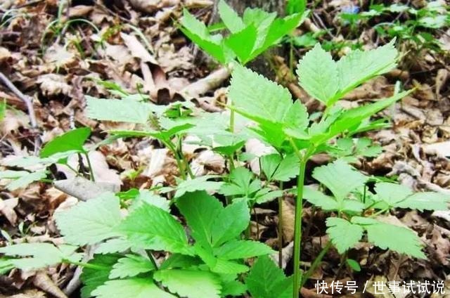 东北的5月，是吃山野菜最好的时候，比肉还香！