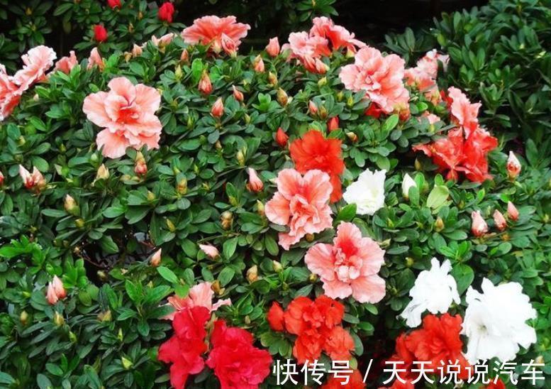 金边瑞香|5种“不怕冷”的花,现在养一盆正当时,花艳色美香味浓,好养