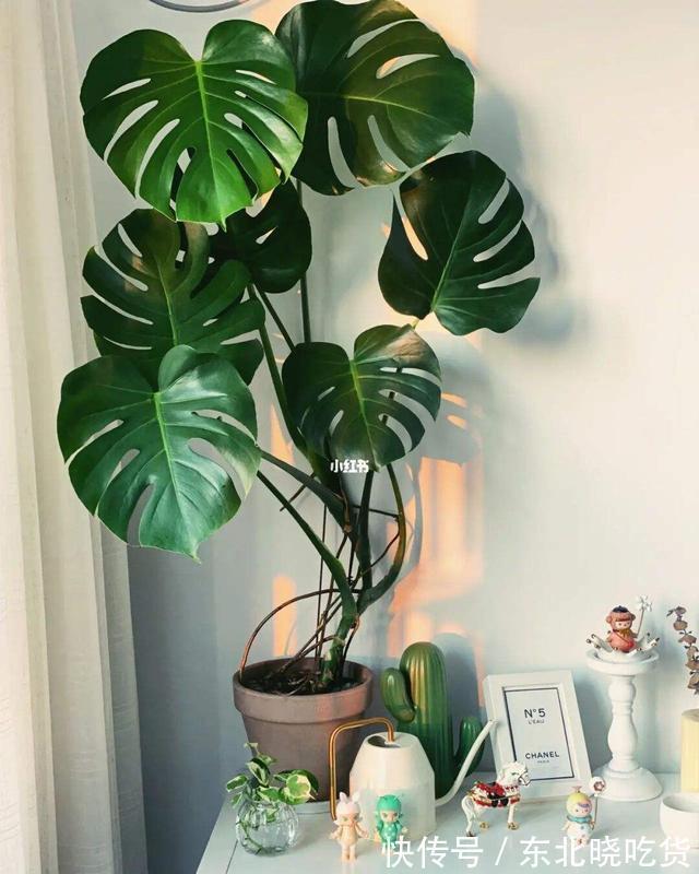 人养花,花亦养人,能促进“睡眠”的9种花,卧室再小也要养