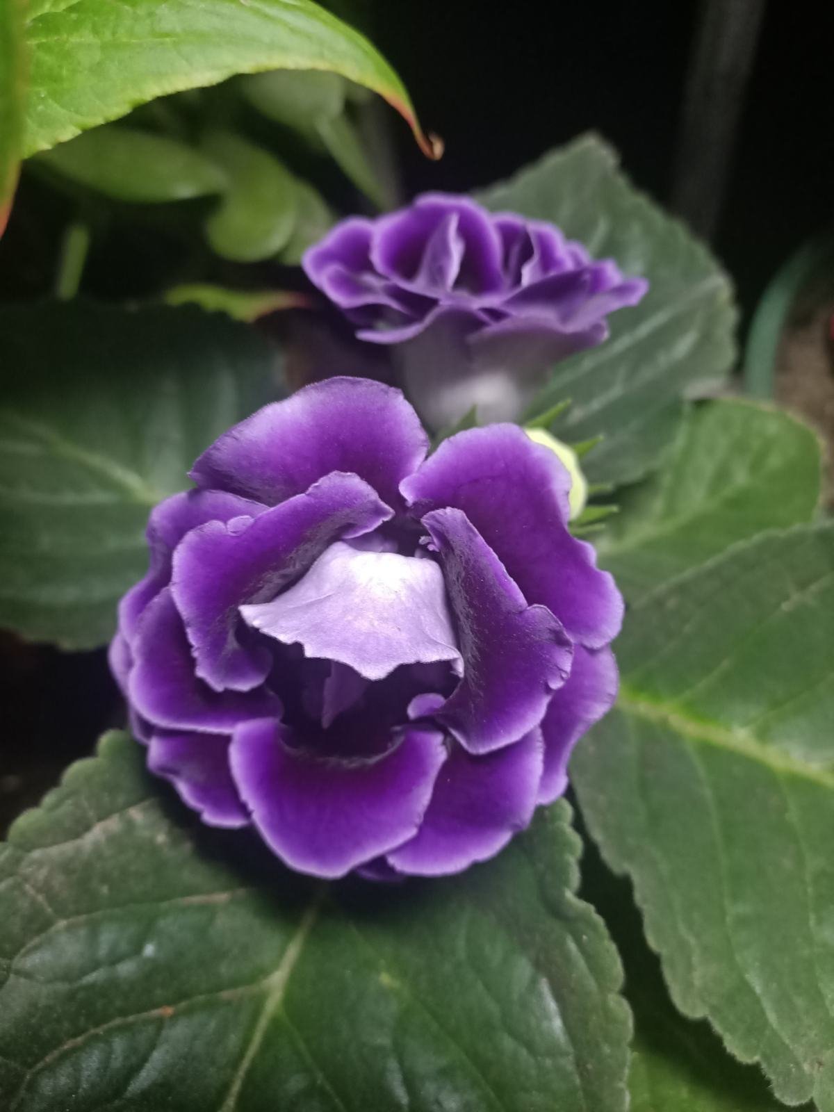 4种花不能朝叶子喷水,通风不好易烂叶,一定要注意