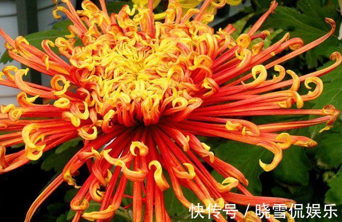 花期|农历7月14号起，最适合养这些花，花期超长的，花开还有清香