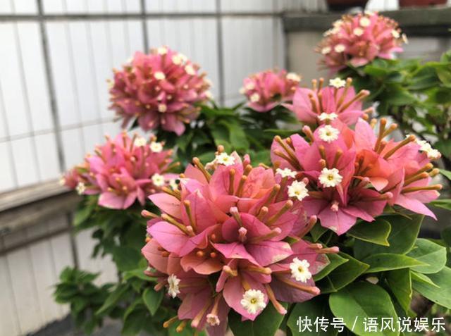 四季|三角梅开花少，用点“小手段”，勤花懒花都开爆，四季不间断