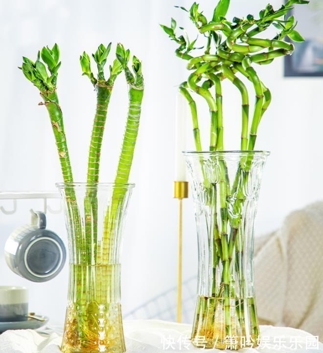 金钱树|不管穷人富人，客厅建议摆放“3种花”，不贵而且寓意好