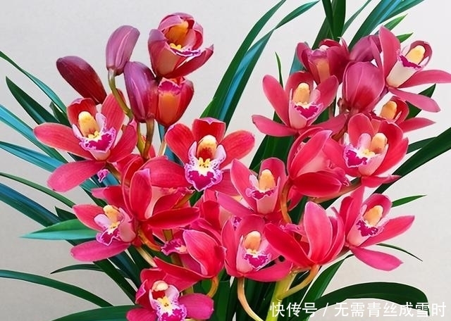 希望长期有花赏？试试这款兰花，花大色艳且香味浓，新手照样能养