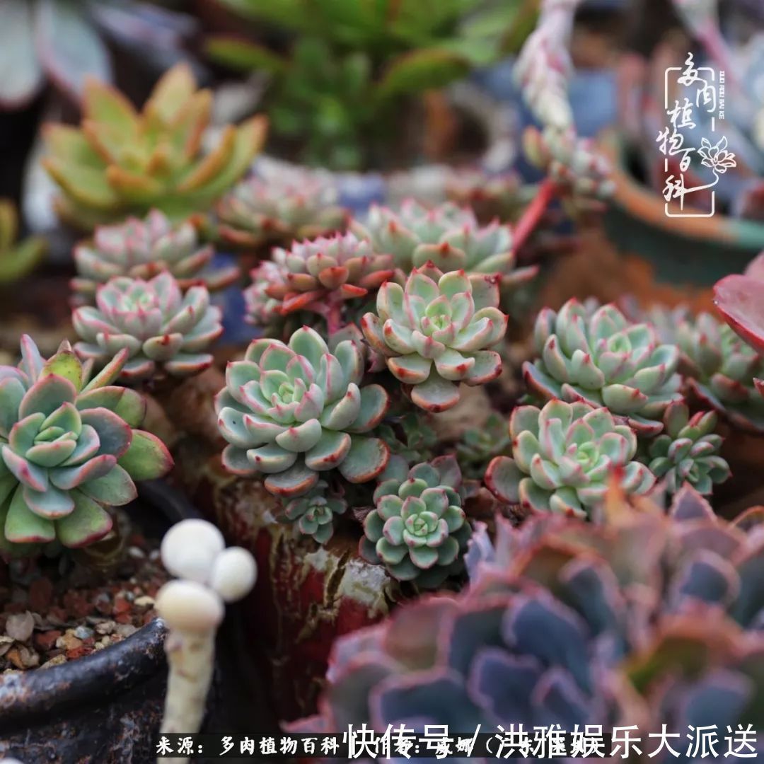 橙梦露|笼子里露养的多肉,越养越美!有多肉的日子伴着小确幸!