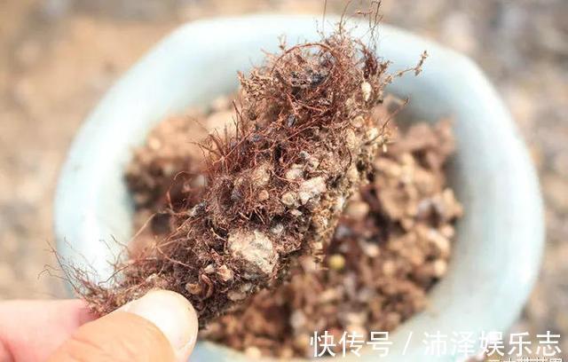 土壤|8月养多肉,出现3个“信号”要懂,要不腐烂、黄叶,剩下空盆