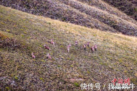 野生动物|甘肃省会兰州的城郊山间岩羊出没