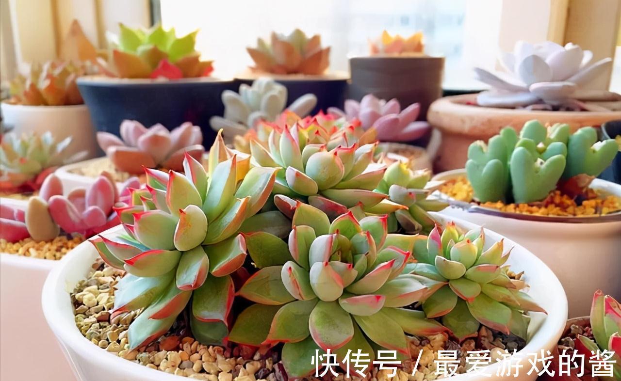 5种漂亮花，冬天爱睡觉，少水缺粮多晒晒才能长得好