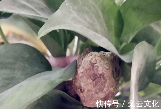 腰部|男人想养肾,牢记“2吃2不吃”,呵护肾脏,身体越来越强壮