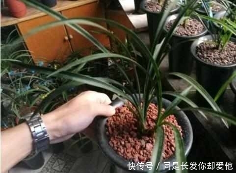 排水|刚买回来的盆景一定要注意这些细节,否则永远也不会开花