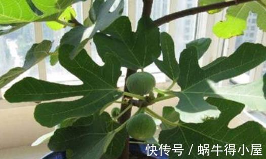 盆栽|室内养护无花果，记住3点，全年都结果