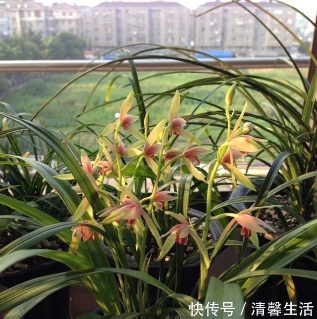 浇水|养兰花,浇水牢记3句话,兰花10年不烂根,越长越壮