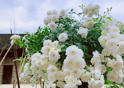 彗星——阳台盆栽“新宠”，常年开花，花量丰富，好看又好养