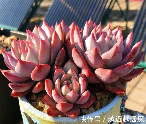 养多肉粉蓝鸟,越狠越容易出状态,养出暗纹颜色红彤彤!