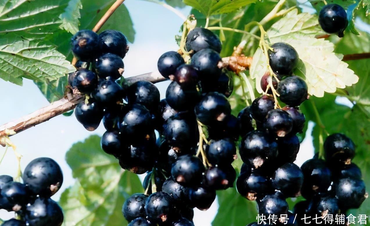 排毒|爱美女性可常吃3种食物,排毒抗衰,呵护身体,好处多多