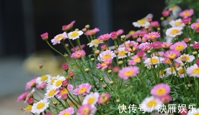 爆盆|罕见的花卉“玛格丽特”养护要求较高,只要方法的当,花开爆盆!