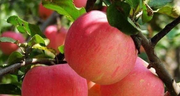 用途|把苹果放进冰箱冻一冻,竟有那么神奇的用途,现在知道还不晚