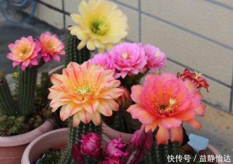 五彩|家里养上4种花,直接变成百花园,花朵硕大、花期长,漂亮好养!