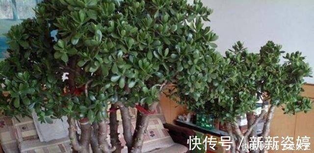 镇宅|3种“便宜花”这样养一养,一年变“老桩”,开花千朵还“镇宅”