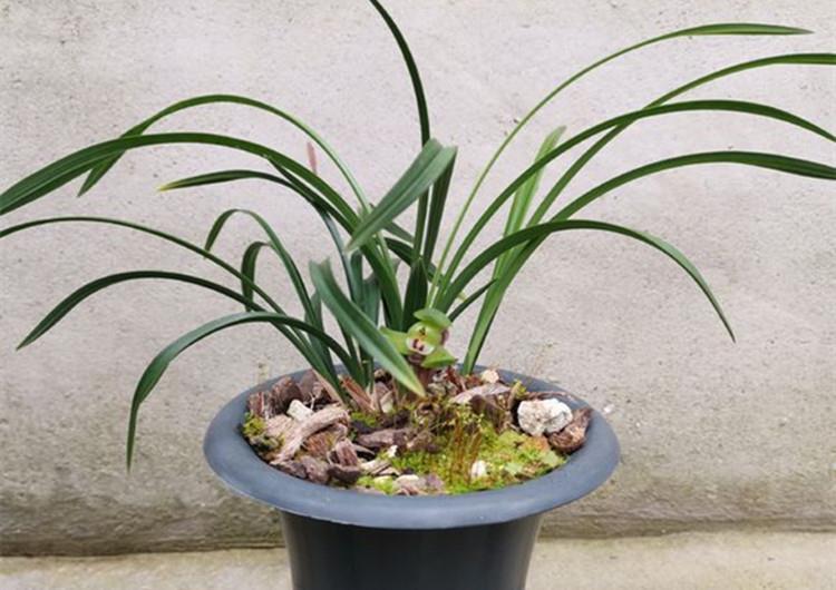 养兰花,给它喷点“生根水”,大白根直冒,长得肥肥壮壮!