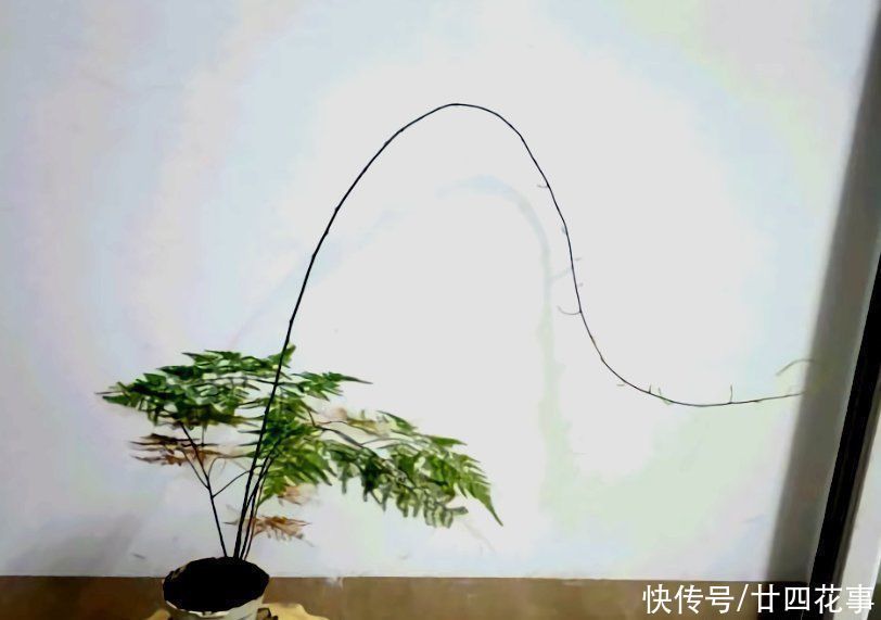 6种花,长高就“变丑”,株型低矮才“漂亮”,要舍得剪